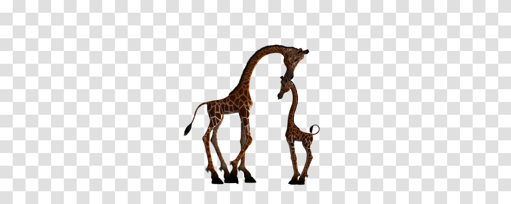 Giraffe Animals, Wildlife, Mammal Transparent Png