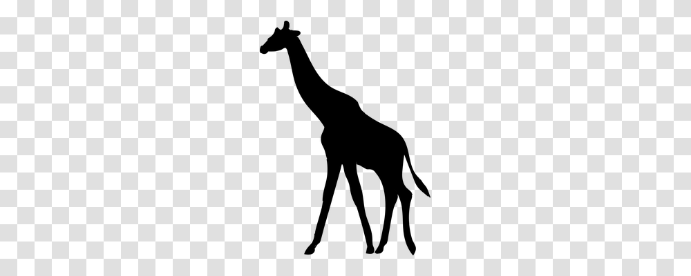 Giraffe Animals, Gray, World Of Warcraft Transparent Png