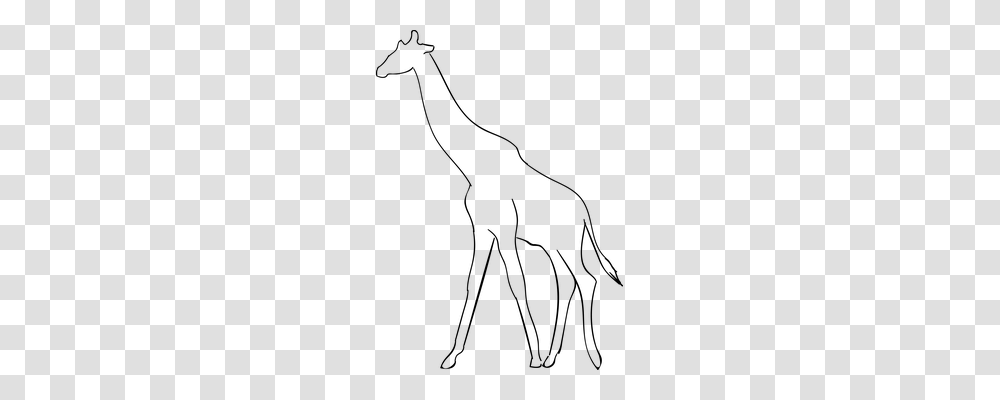 Giraffe Animals, Gray, World Of Warcraft Transparent Png