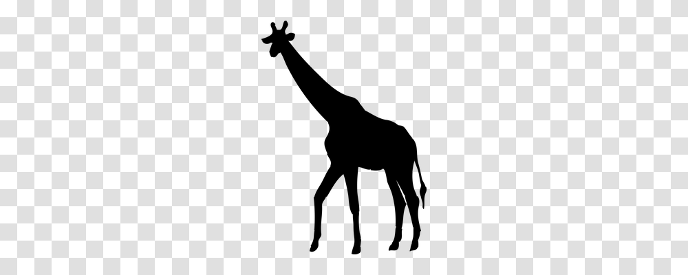 Giraffe Animals, Gray, World Of Warcraft Transparent Png