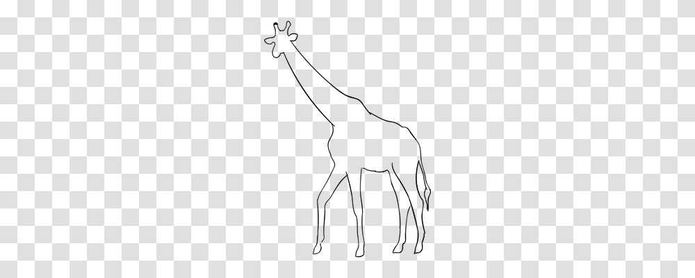 Giraffe Animals, Gray, World Of Warcraft Transparent Png