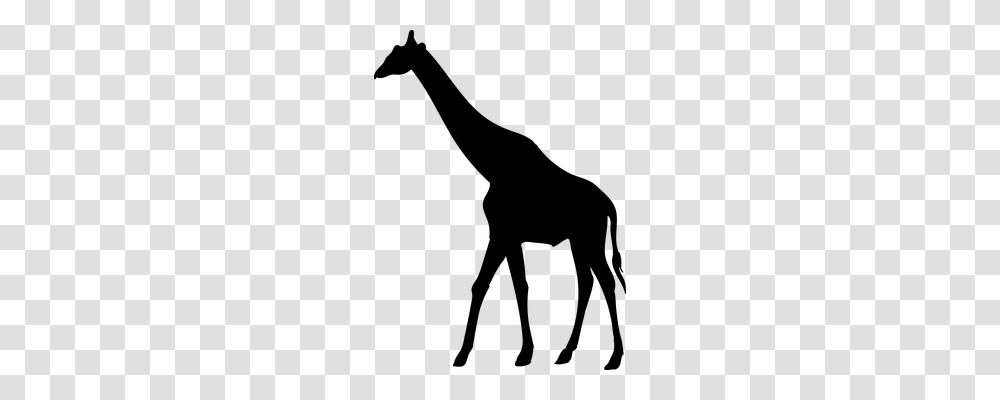 Giraffe Animals, Gray, World Of Warcraft Transparent Png