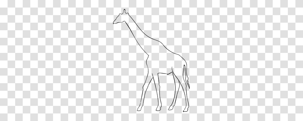 Giraffe Animals, Gray, World Of Warcraft Transparent Png