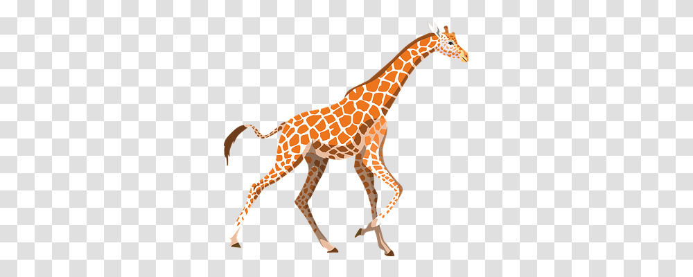 Giraffe Animals, Wildlife, Mammal Transparent Png