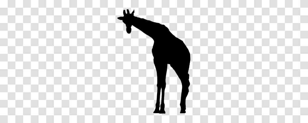 Giraffe Animals, Gray, World Of Warcraft Transparent Png