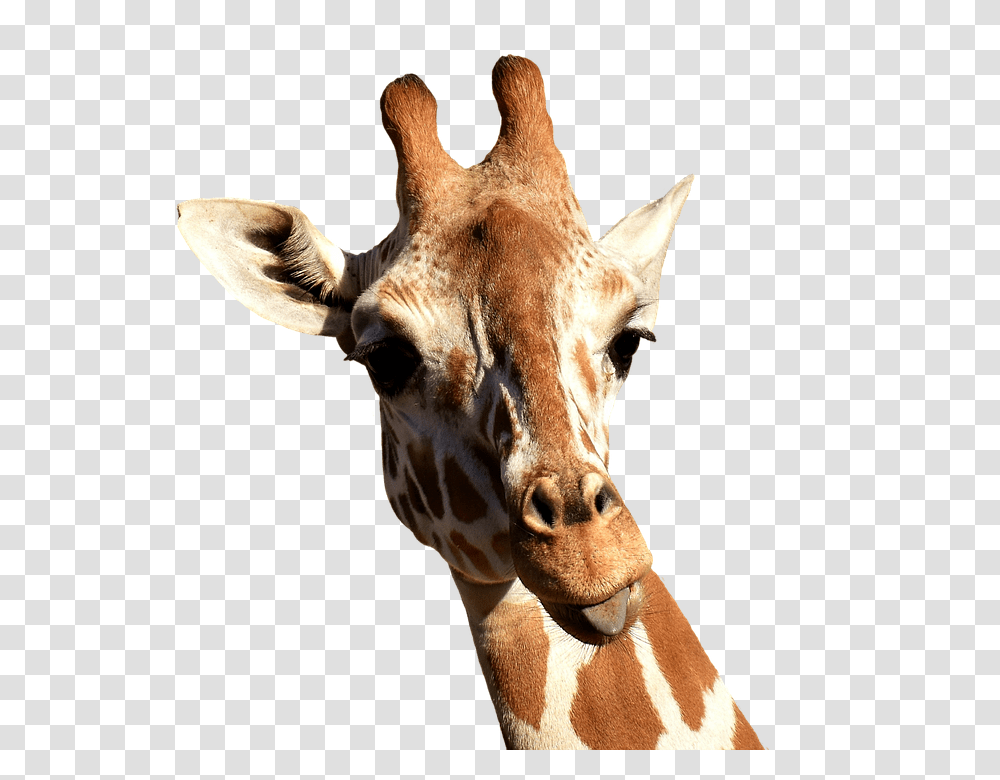 Giraffe 960, Animals, Wildlife, Mammal Transparent Png