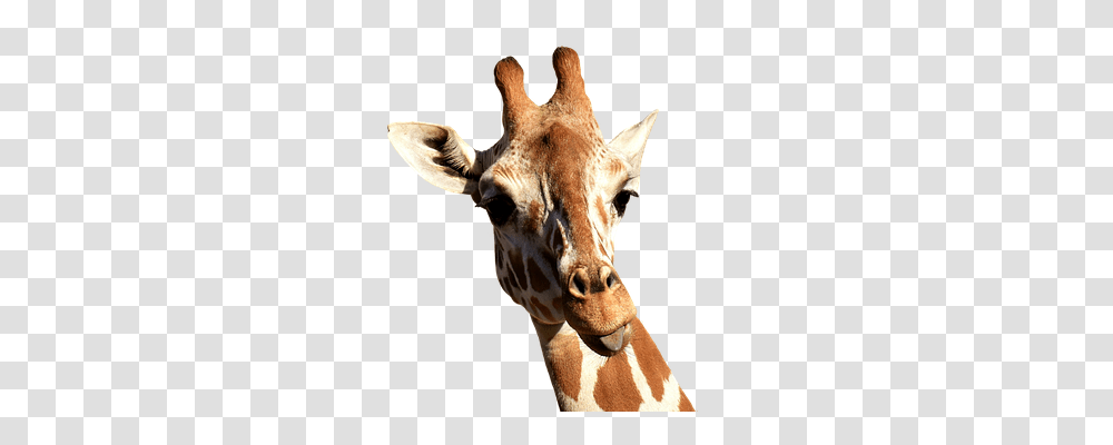 Giraffe Animals, Wildlife, Mammal Transparent Png