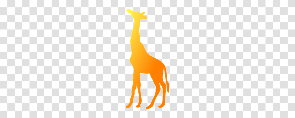 Giraffe Animals, Mammal, Wildlife, Horse Transparent Png