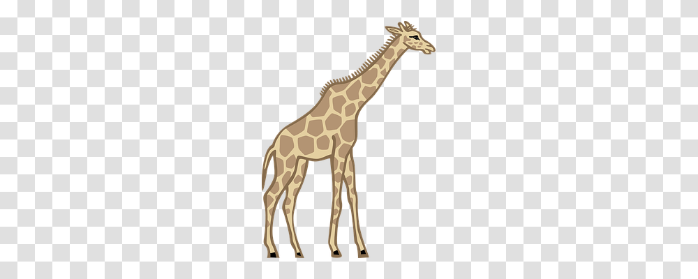 Giraffe Nature, Wildlife, Mammal, Animal Transparent Png