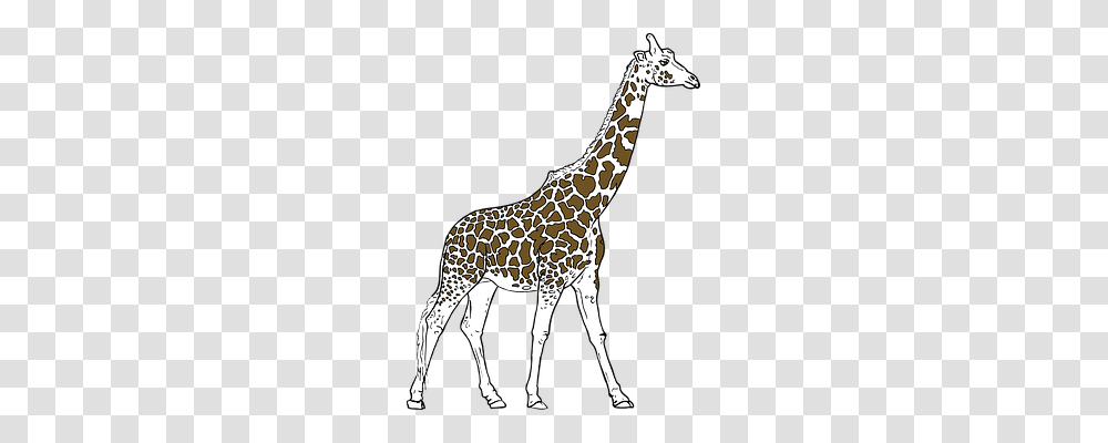 Giraffe Nature, Wildlife, Mammal, Animal Transparent Png