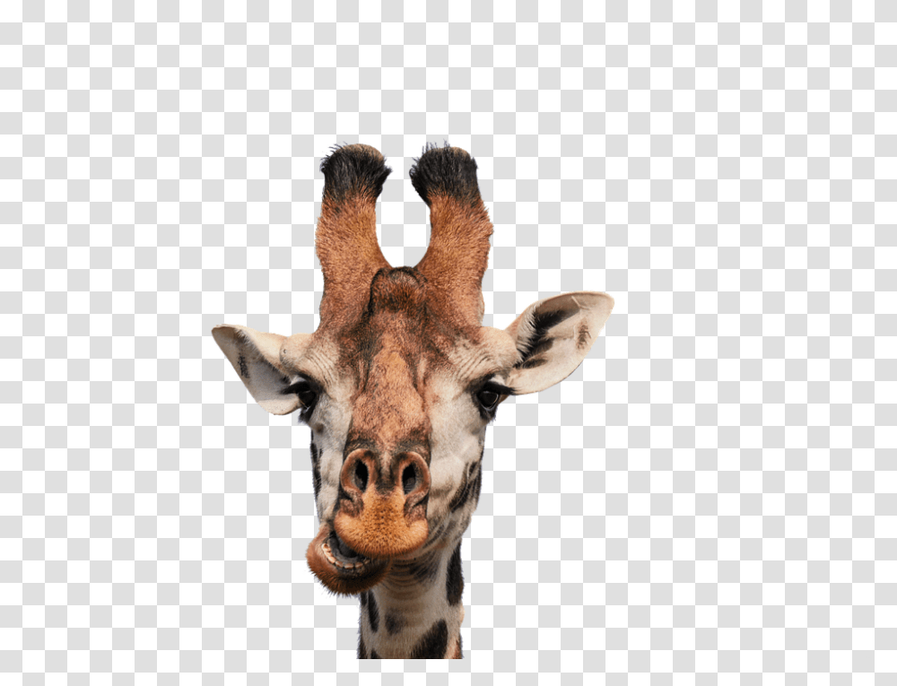 Giraffe 960, Animals, Wildlife, Mammal Transparent Png