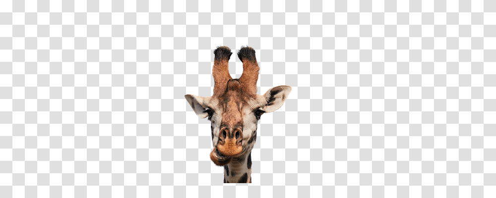 Giraffe Nature, Wildlife, Mammal, Animal Transparent Png