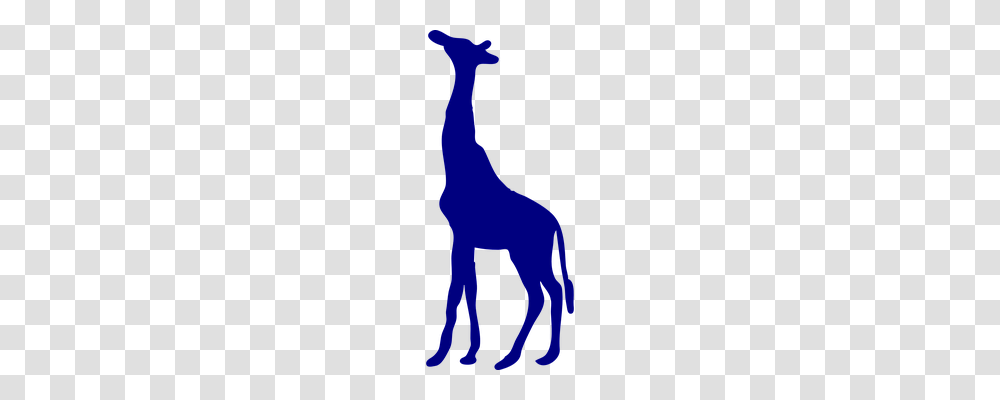 Giraffe Animals, Mammal, Wildlife, Person Transparent Png