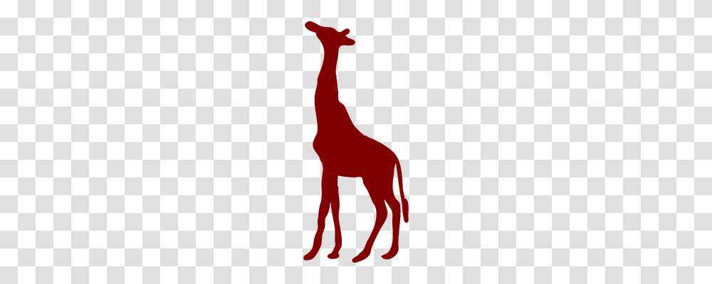Giraffe Animals, Mammal Transparent Png