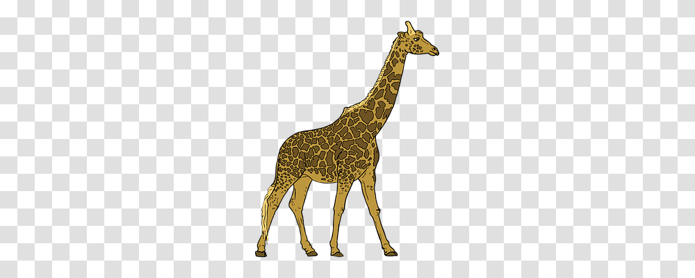 Giraffe Animals, Wildlife, Mammal Transparent Png