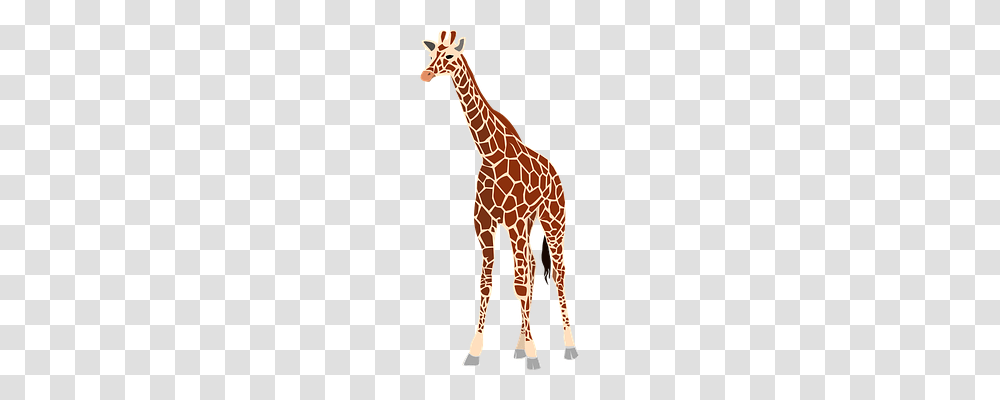 Giraffe Animals, Wildlife, Mammal Transparent Png