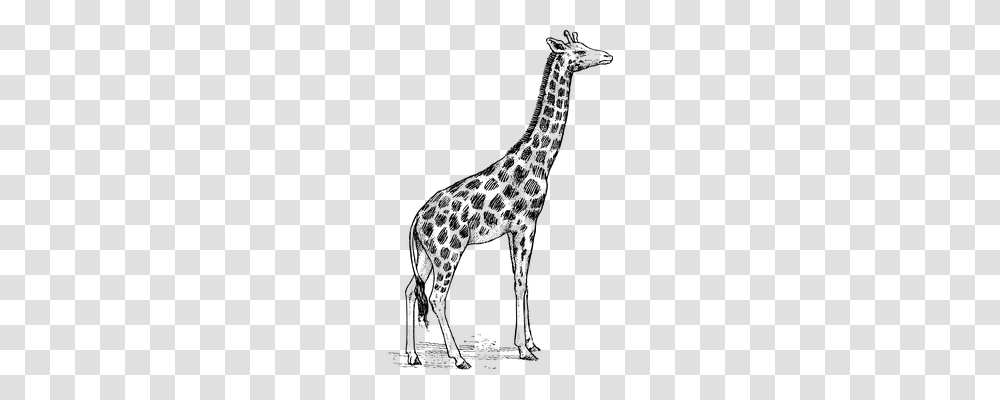 Giraffe Animals, Gray, World Of Warcraft Transparent Png