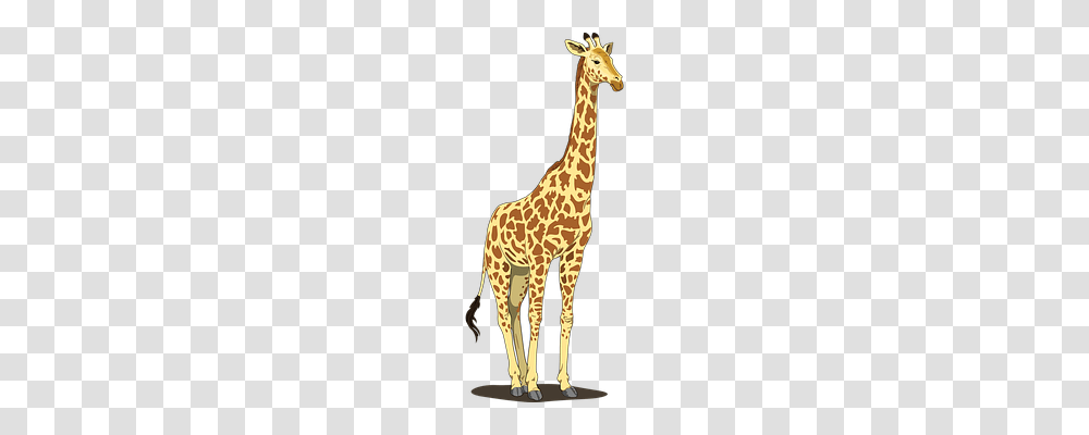 Giraffe Wildlife, Mammal, Animal Transparent Png