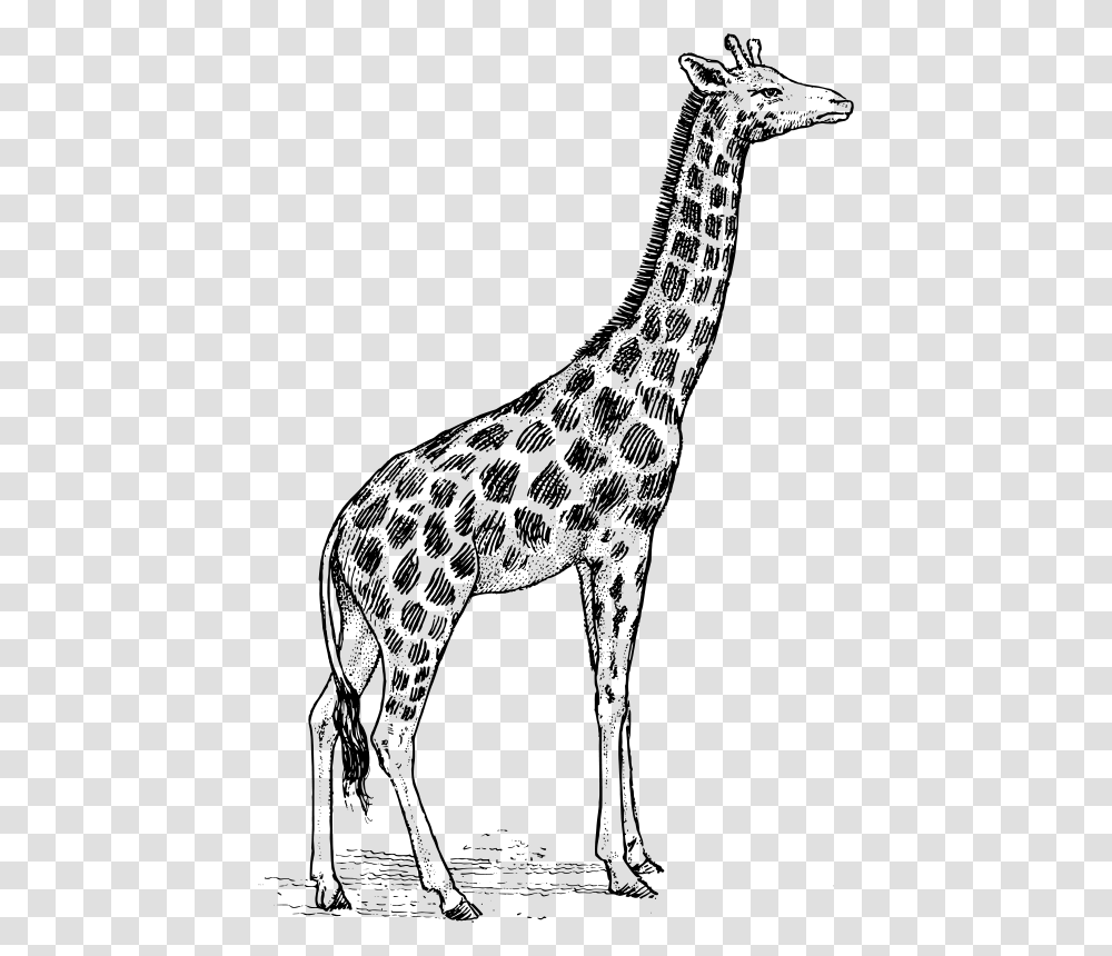 Giraffe, Animals, Gray, World Of Warcraft Transparent Png