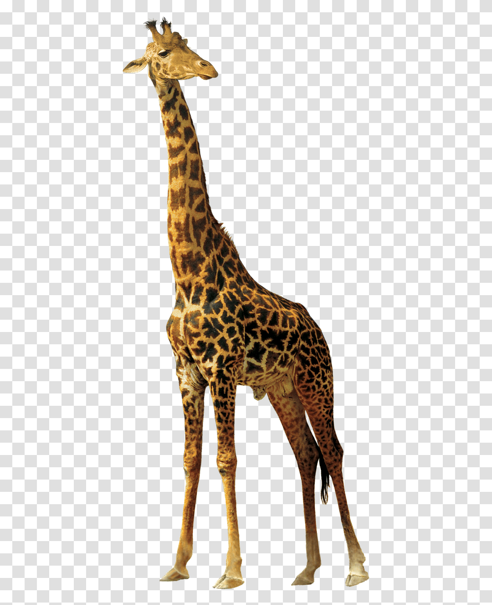 Giraffe Animals Nature Africa Image African Animals, Wildlife, Mammal Transparent Png