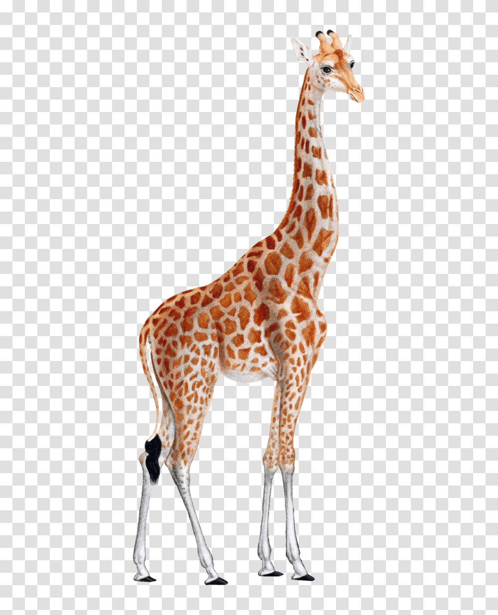 Giraffe, Animals, Wildlife, Mammal, Land Transparent Png