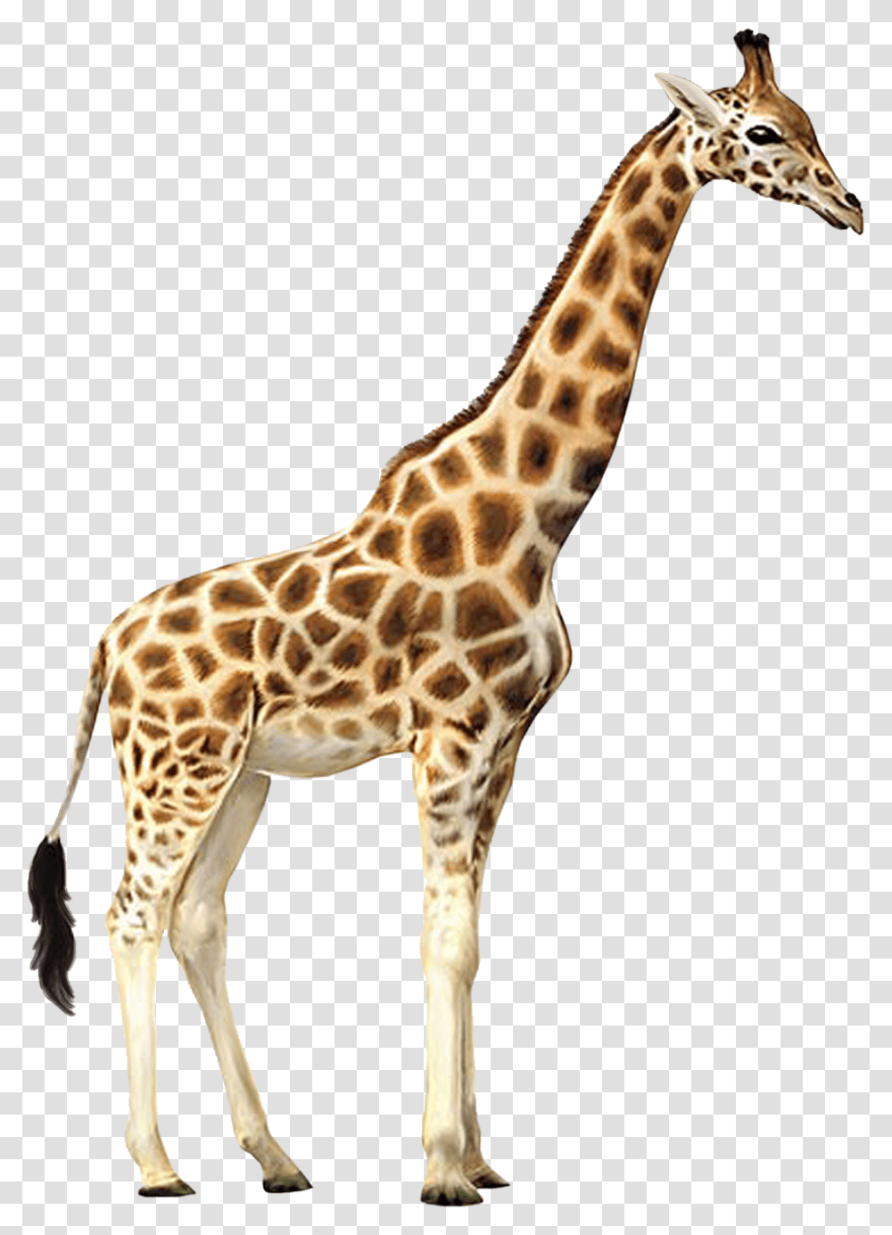 Giraffe, Animals, Wildlife, Mammal Transparent Png