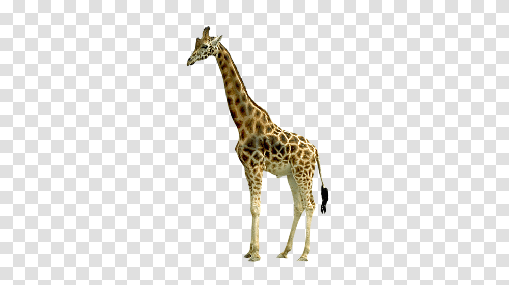 Giraffe, Animals, Wildlife, Mammal Transparent Png