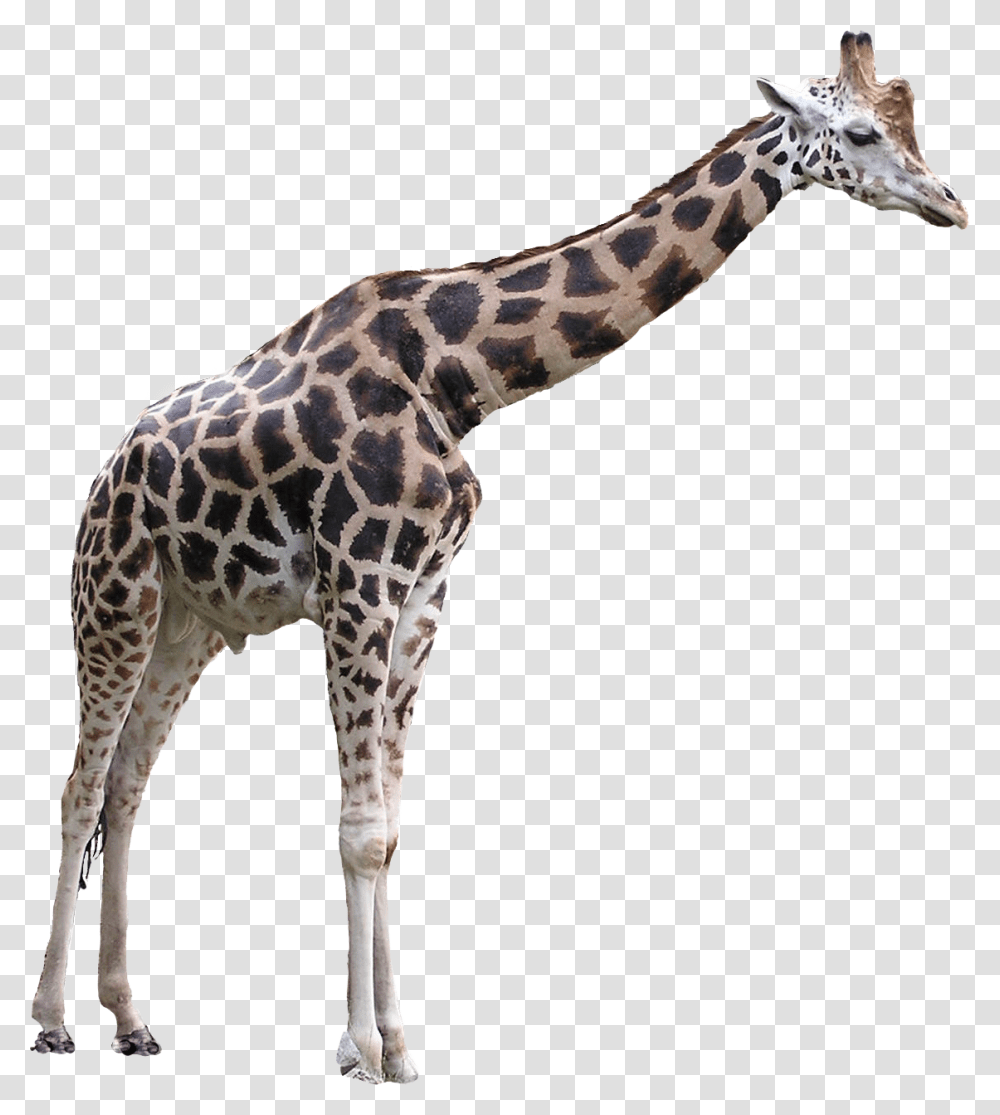 Giraffe, Animals, Wildlife, Mammal Transparent Png