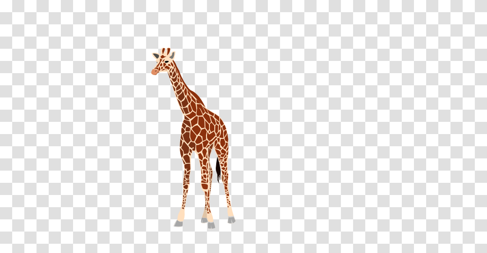 Giraffe, Animals, Wildlife, Mammal Transparent Png