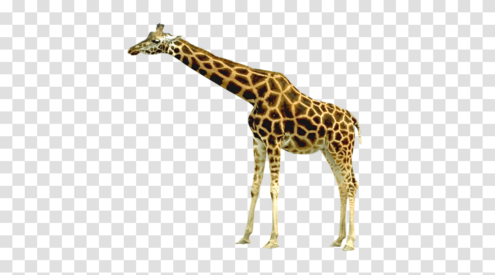 Giraffe, Animals, Wildlife, Mammal Transparent Png