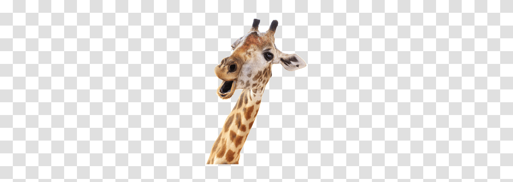 Giraffe, Animals, Wildlife, Mammal Transparent Png