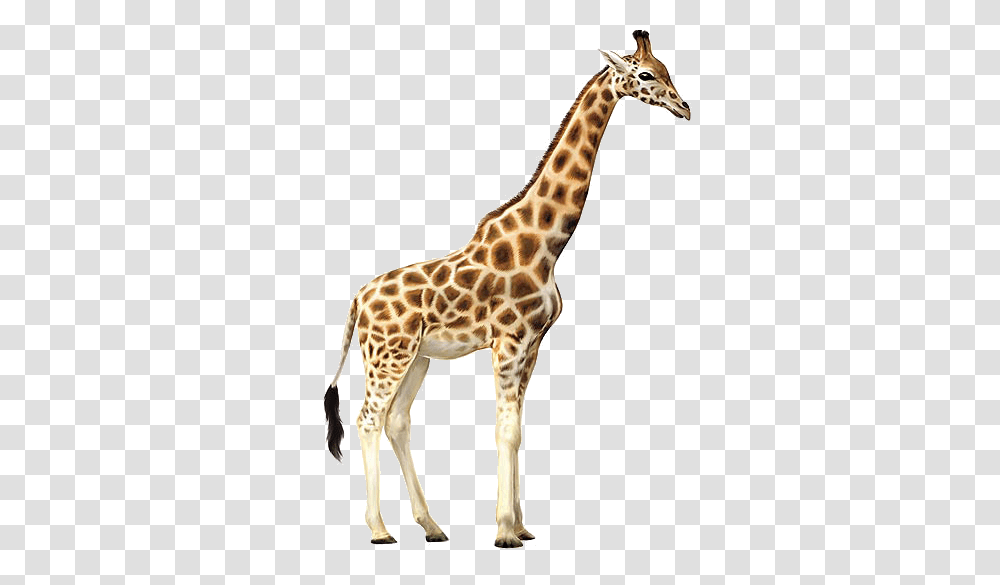 Giraffe, Animals, Wildlife, Mammal Transparent Png