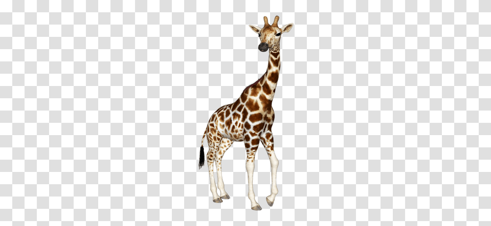 Giraffe, Animals, Wildlife, Mammal Transparent Png