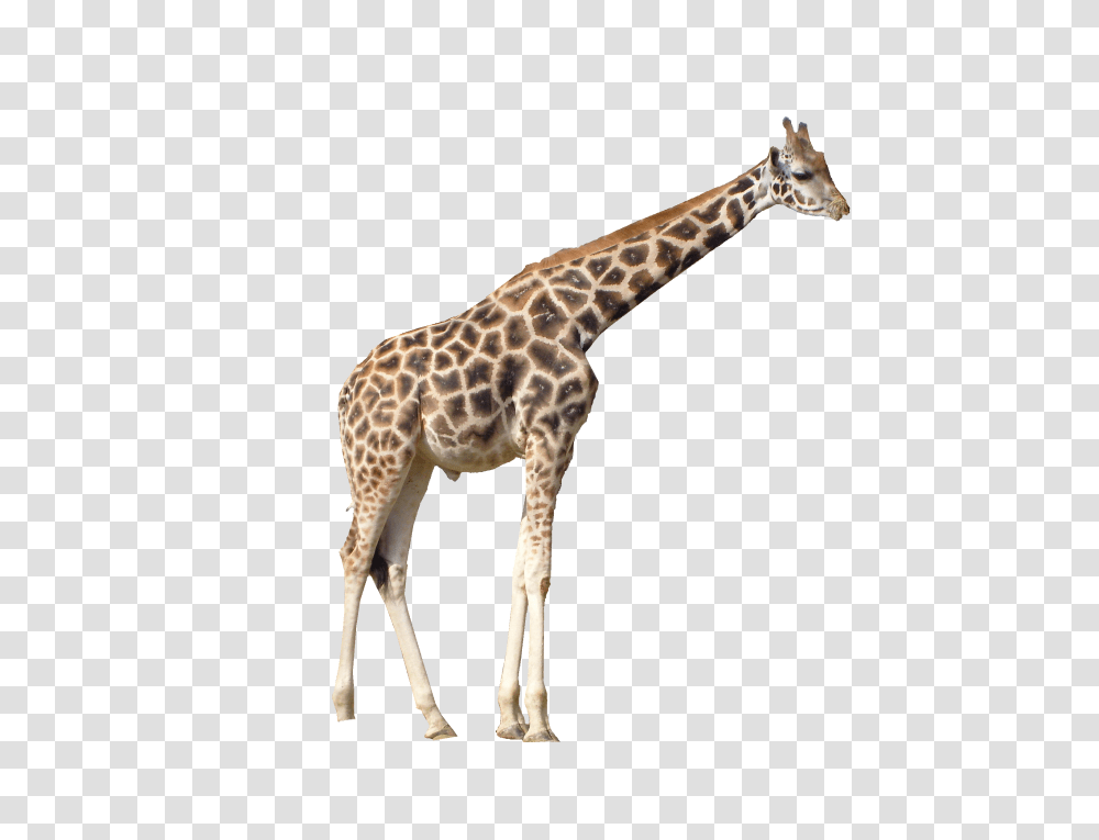 Giraffe, Animals, Wildlife, Mammal Transparent Png