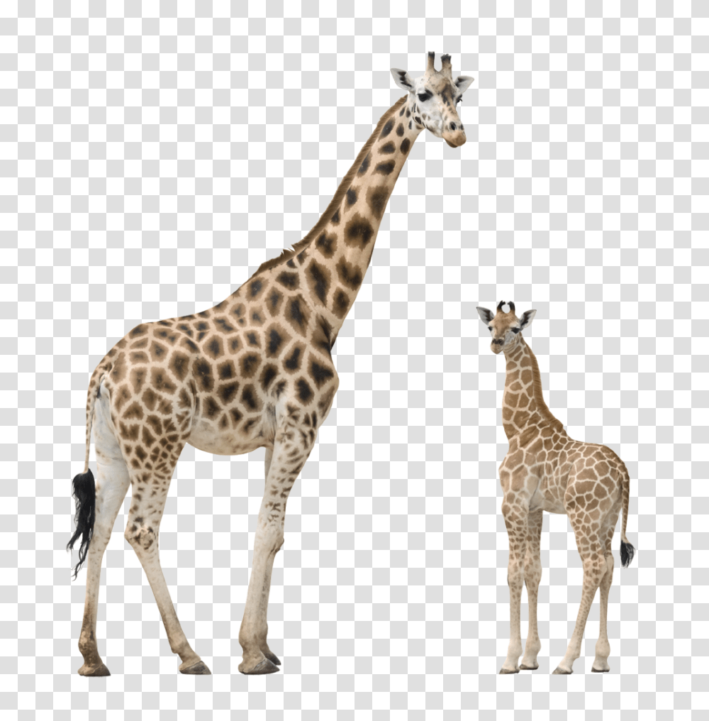 Giraffe, Animals, Wildlife, Mammal Transparent Png