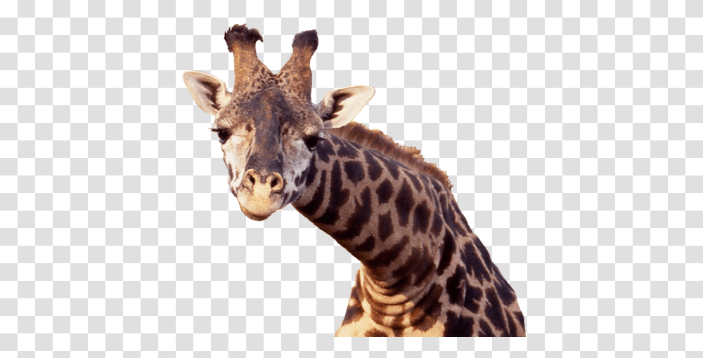 Giraffe, Animals, Wildlife, Mammal Transparent Png