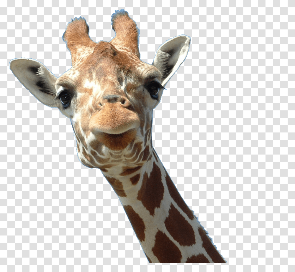 Giraffe, Animals, Wildlife, Mammal Transparent Png