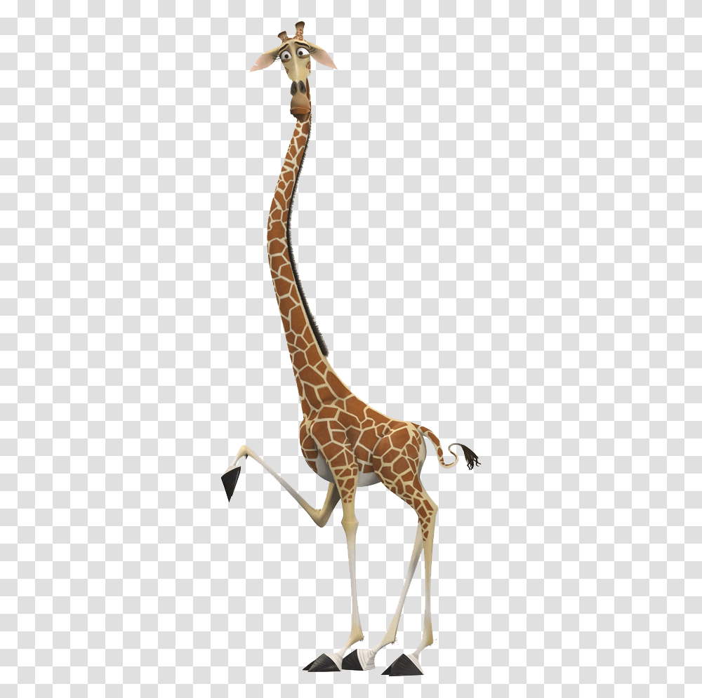 Giraffe, Animals, Wildlife, Mammal Transparent Png