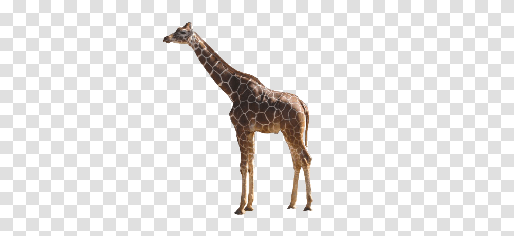 Giraffe, Animals, Wildlife, Mammal Transparent Png