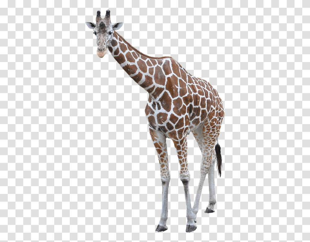 Giraffe, Animals, Wildlife, Mammal Transparent Png