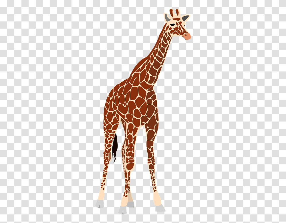 Giraffe, Animals, Wildlife, Mammal Transparent Png