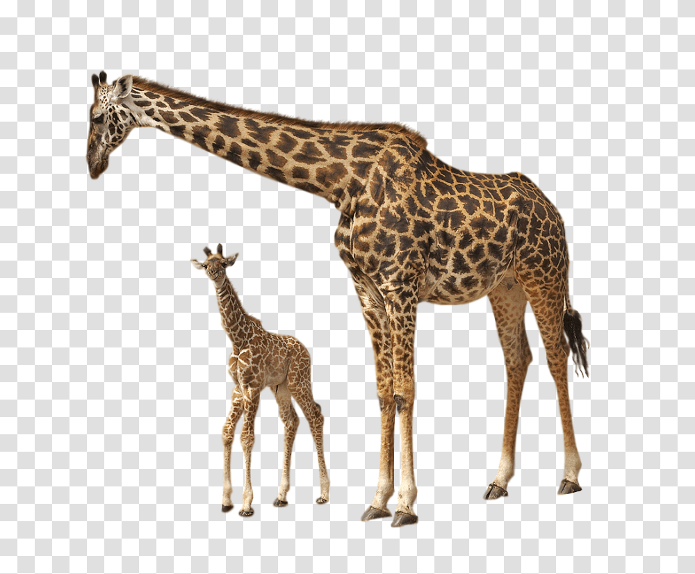 Giraffe, Animals, Wildlife, Mammal Transparent Png