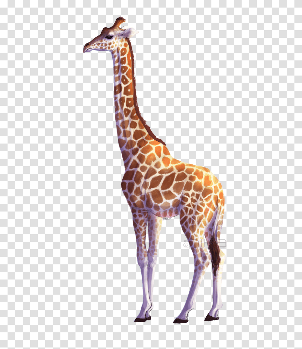 Giraffe, Animals, Wildlife, Mammal Transparent Png