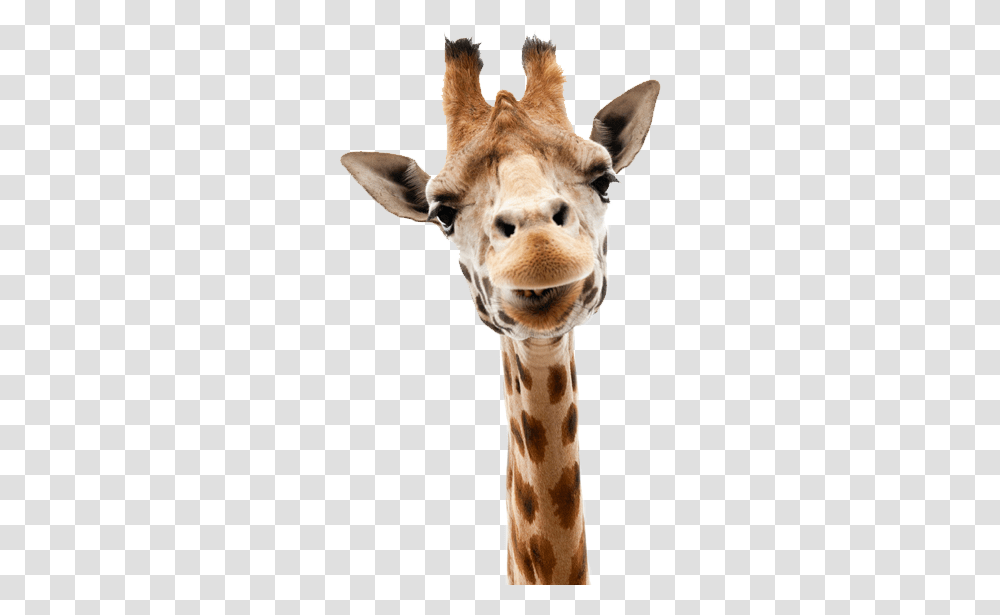 Giraffe, Animals, Wildlife, Mammal Transparent Png