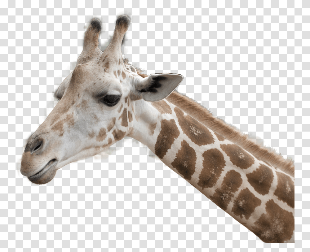 Giraffe, Animals, Wildlife, Mammal Transparent Png