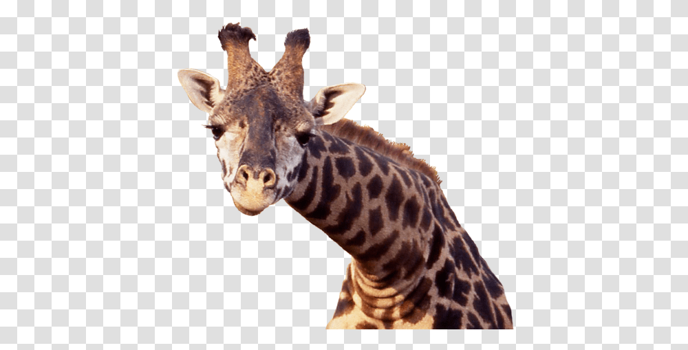 Giraffe Background Giraffe, Wildlife, Mammal, Animal Transparent Png