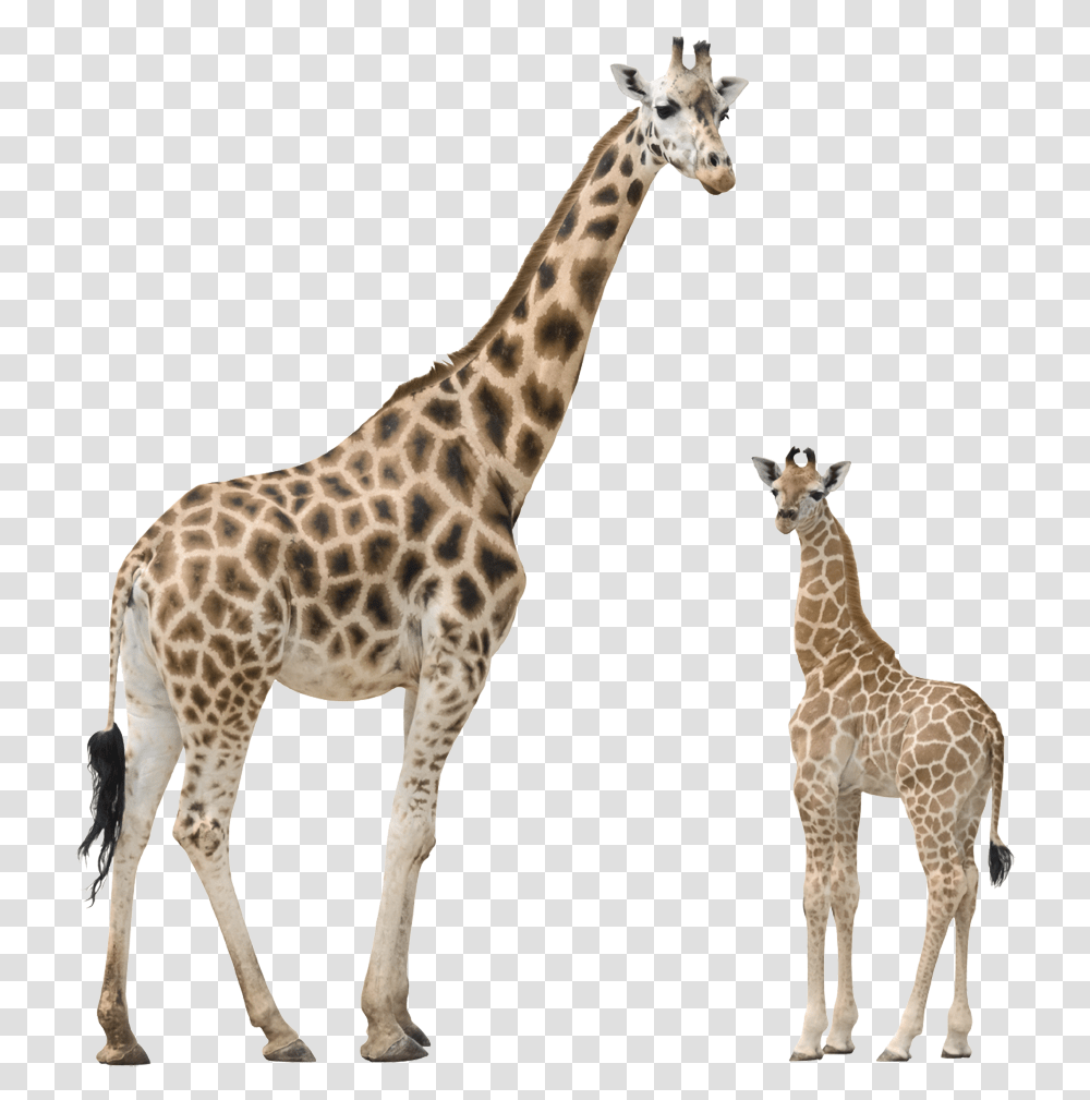 Giraffe Background, Wildlife, Mammal, Animal Transparent Png