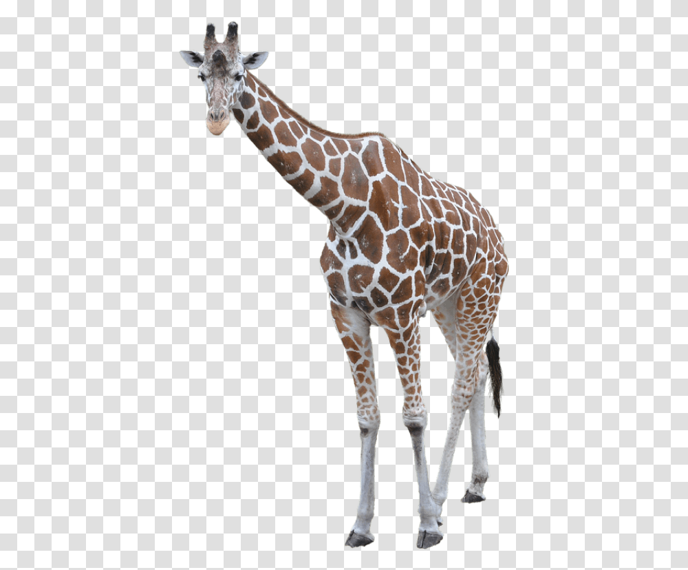 Giraffe Background, Wildlife, Mammal, Animal Transparent Png