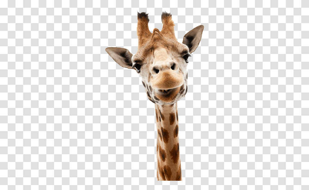Giraffe Clipart Background Giraffe, Wildlife, Mammal, Animal Transparent Png