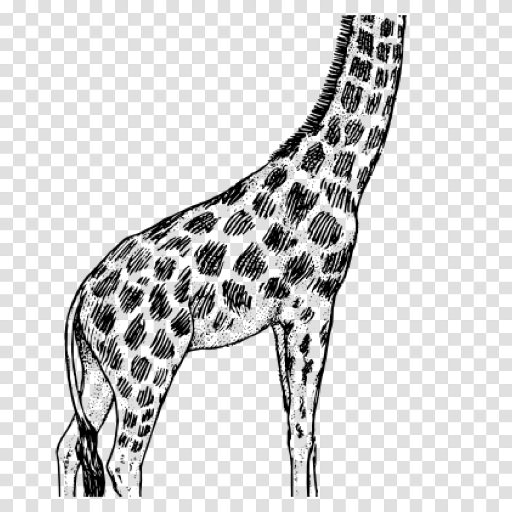 Giraffe Clipart Black And White Unicorn Clipart, Gray, World Of Warcraft Transparent Png